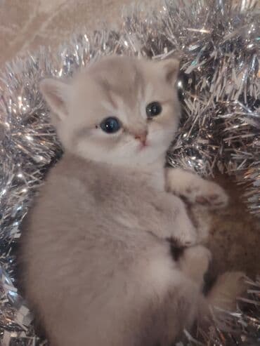 Индюшки: Qold balası – dişi, 45 günlük. • Zərif krem-boz rəngli, yuvarlaq — 4