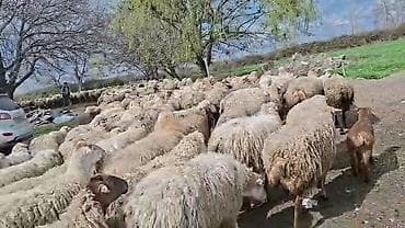 ətlik inək cinsləri: Satış: Qoyun sürüsü 0509813022 - Növ: Qoyun (ana qoyunlar üstünlük — 10