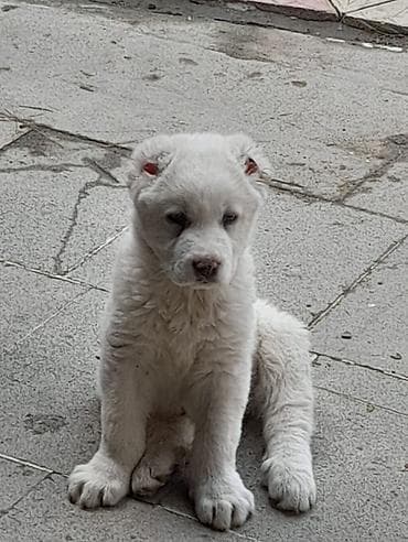 hinduşqa balasi: 2 ay, Dişi, Peyvəndli, Ünvandan götürmə — 2