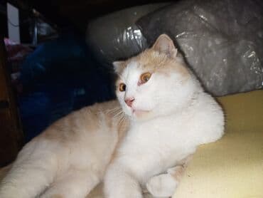 американский вислоухий кот: Шотладская вислоухая — 4