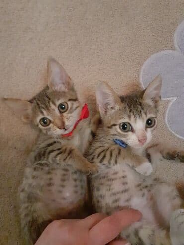 Erkək, Dişi, Yaxşı əllərə