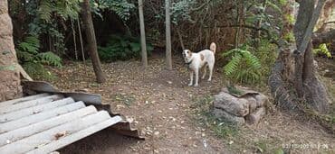 heyvanlara verilen adlar: Гурдбасар, 5 лет, Самка, Самовывоз — 3