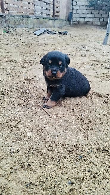 Pişiklər: Rotveyler, Peyvəndli — 2