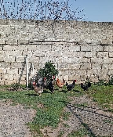 Toyuq, Yumurtalıq, Ünvandan götürmə