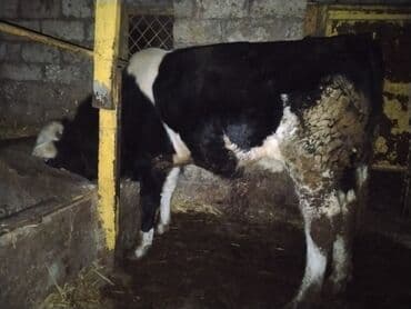 berde mal bazari: Satılır: qarışıq cins qara-ağ erkək buzov Xüsusiyyətlər: - Cins tipi — 4