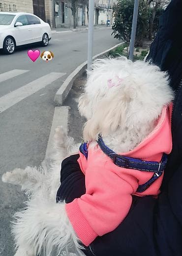 Erkey pudel ya balonka axtarılır cütlesdirmey üçün