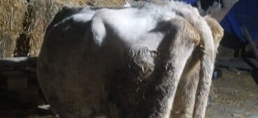 İtlər: Satılır — 5