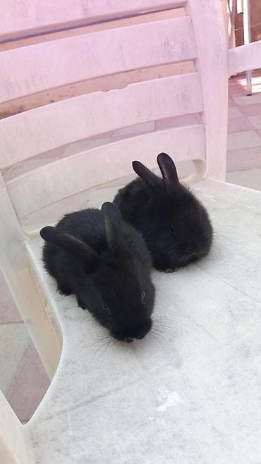 mini lop: Mini lop (aşağıqulaqlı) dekorativ dovşan balaları - Cins: Mini Lop — 8
