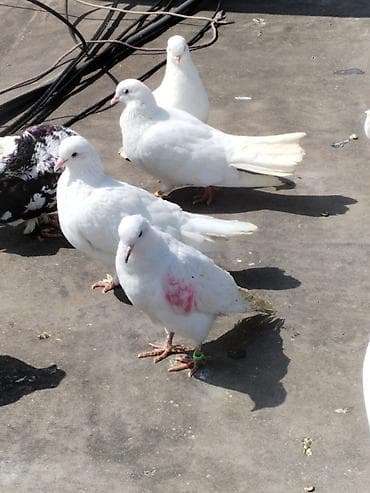 Quşlar: Ev göyərçinləri – müxtəlif rəng və cinslər Cutler 15 azn - Qrup — 9