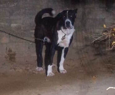 qara xaski: Qurdbasar, 1 il, Erkek — 3