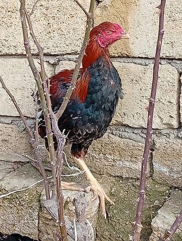 Quşlar: Məhsul: Tovuz quşulu görünüşə sahib, uzunboylu yerli döyüş tipli — 3