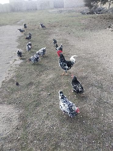 Heyvanlar üçün mallar: Toyuq, Damazlıq, Ödənişli çatdırılma — 8