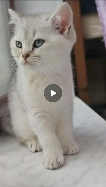 disi pisik cutlesdirmek: Şinşilla, Erkək, Dişi — 1