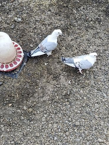 goyercin aliram: Satılır: dekorativ göyərçinlər super quşlardır Deyerinden ucuza — 8