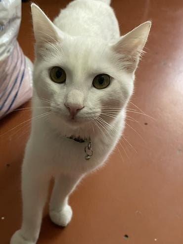 Heyvanlar üçün mallar: Ağ tüklü ev pişiyi

Anqor erkeydi 8 aylig temiz pisikdi — 3