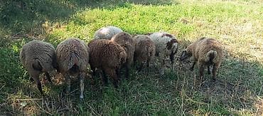 qoyun mal: Qurbanlıq təmiz və sağlam Qoyun-quzu d - Sayı: təxminən 8 baş - — 1