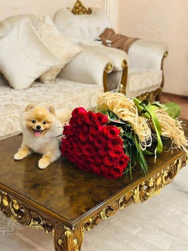 akita balası: Şpitz, 2 ay, Erkek, Peyvəndli, Pulsuz çatdırılma, Rayonlara çatdırılma — 6