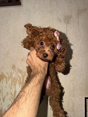 dovsan satisi: Pudel, 2 ay, Erkək, Peyvəndli, Pulsuz çatdırılma — 1