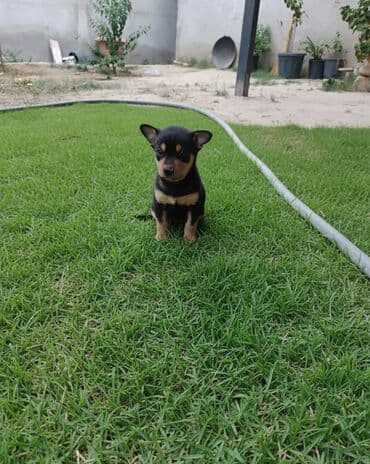 balaca itder: 1 ay, Dişi, Ödənişli çatdırılma — 1