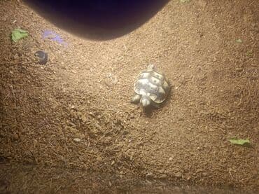 gene ucun derman: Rus tısbağası (Testudo horsfieldii) balaları Qiymət 1-ine daxildirr — 2