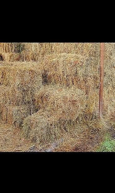 Ot satilir lalafo.az -da Ot satilir