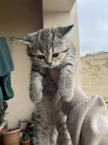 heyvanlar ucun: Tabbi, Erkək — 3