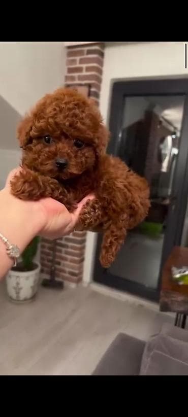 izvanok itler: Pudel, 3 ay, Dişi, Peyvəndli, Ünvandan götürmə — 8