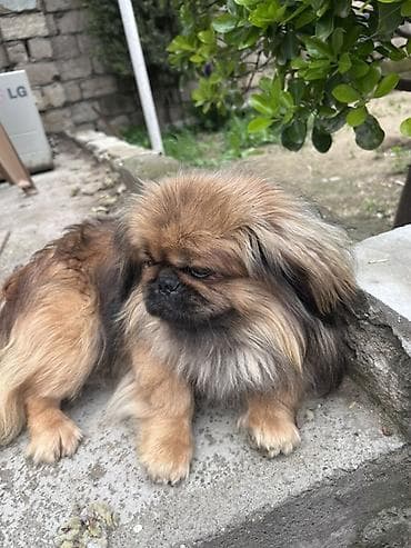 hamster satisi: Pekines — 4