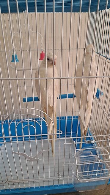 Heyvanlar: Ağ rəngli iki nimfa (cockatiel) quşu ilə birlikdə qəfəs dəsti — 1