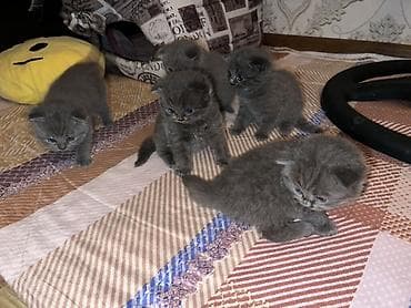 it pişik: Britan, Erkək, Dişi, Yaxşı əllərə, Ünvandan götürmə — 2