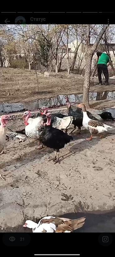 donuz əti satılır: Yerli təsərrüfatdan ev quşları satılır. hinduşqalar damazlıq və kəsim — 1