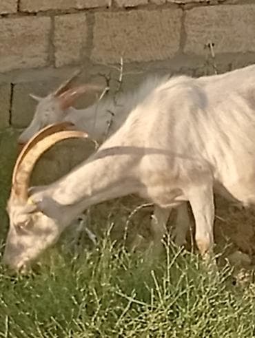 seana kecileri: Saf kan SANEN keçileri bir teke yaş yarımlık bir çepiç 6 aylık iki — 2