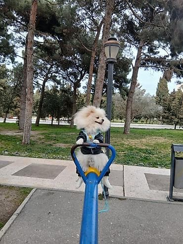 alabaý itleri: Şpitz, 1 il, Erkek, Peyvəndli — 4