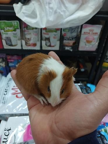 Dəniz donuz( marskoy svinka) balaları satılır. Ailə mühitinə lalafo.az -da Dəniz donuz( marskoy svinka) balaları satılır. Ailə mühitinə