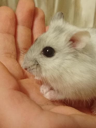 xomyak satilir: Cücəcik ölçülü, ağ-boz rəngli xəncər gözlü xomyak (cücəlikdən ələ — 3