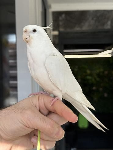 heyvan alqi satqisi: Erkəy Korella Albinos Papuqay Əsl cütə hazır quş 1 yaş Əl quşudu — 3