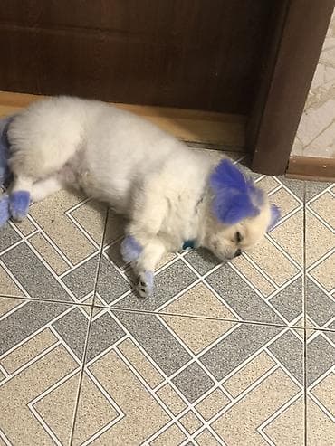 it sekilleri: Pekines, 7 ay, Erkek, Peyvəndli, Ünvandan götürmə — 3