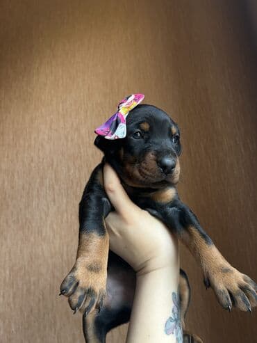 шпиц цена в баку: Доберман, 1 месяц, Самка, С родословной, Самовывоз — 4