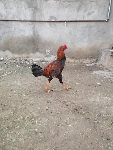 С/х животные и товары: Məhsul: Uzunboy (Malay/Asil tipli) döyüş tipli xoruzlar Təsvir: - — 4