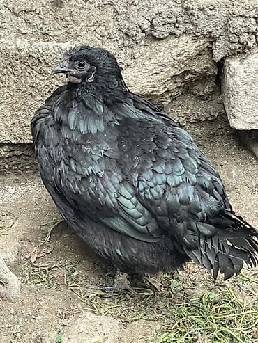 Quşlar: Toyuq, Damazlıq — 4