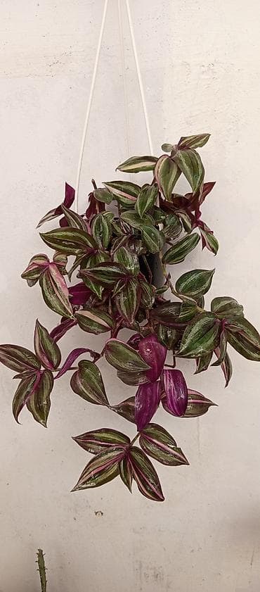 bal: Asma saksıda Tradescantia zebrina Benovseyi qolaqli sarmasiq uzanır — 1