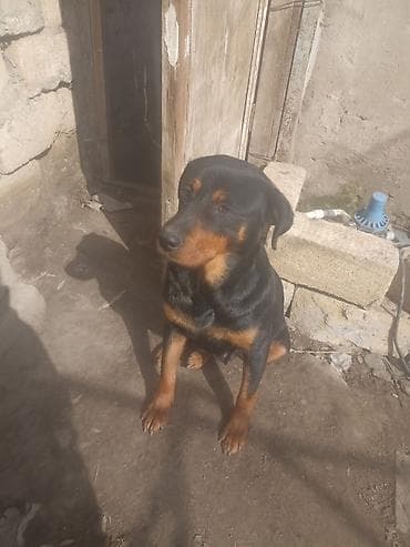 it gəncə: Rotveyler — 2