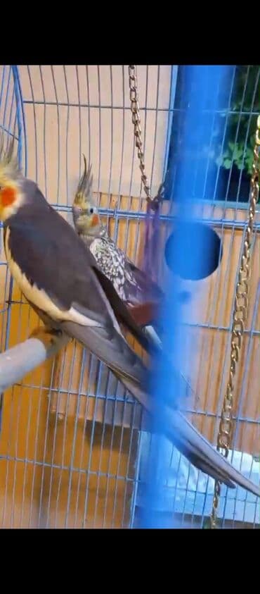 xamyak yuvası: Nimfa (Cockatiel) cütü və qəfəs dəsti - Növ: Nimfa tutuquşusu — 5