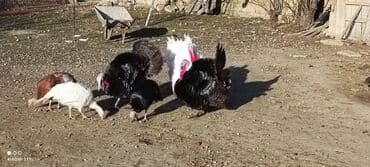 Erkək, Amerika, Damazlıq, Ünvandan götürmə