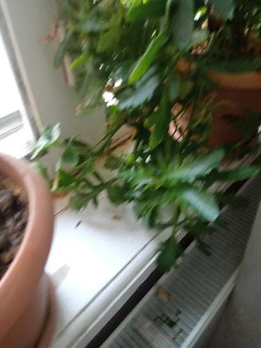 ev kaktusu: Otaq bitkiləri kolleksiyası – bir neçə növ bir yerdə. - — 3