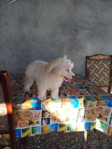 it şəkiləri: Malta bolonka, 7 ay, Dişi, Pulsuz çatdırılma — 6