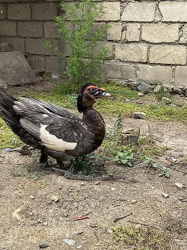 Другие птицы: Macar sortu lal ördək balaları satılır zümrüdü kül rəngi mirvari rəng — 3