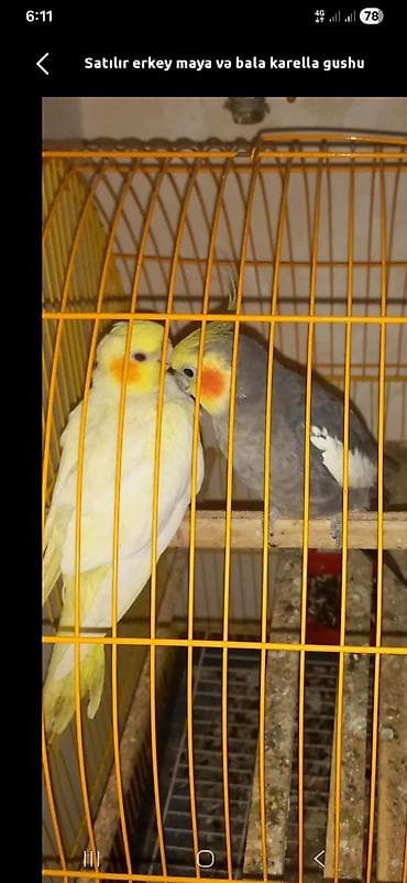 it üçün ev: Karella sultan papuqayi satiram hazır cütdu. balaliyiblar, yenede — 1