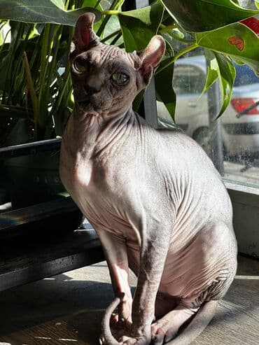 sfinks pişik: Sfinks, Erkək — 8