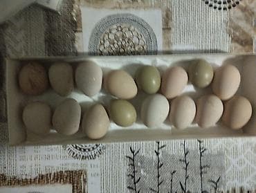 ot bicenler: Məhsul: Təbii ev toyuğu yumurtaları Təsvir: - Kənd şəraitində — 5